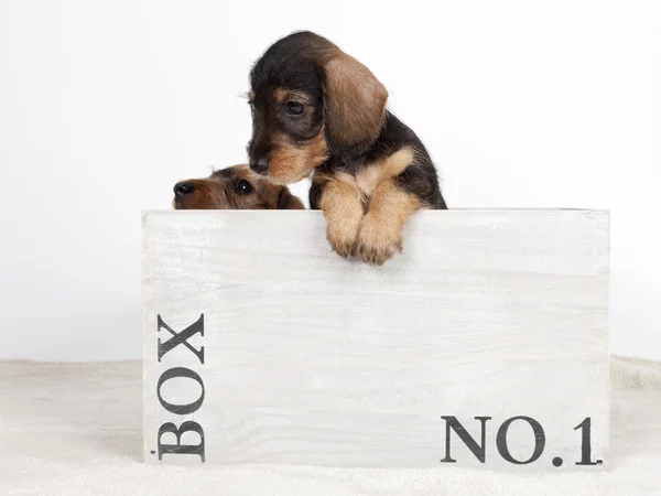 两只小狗在一个木盒 — 图库照片