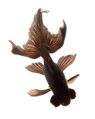 BLACK goldfish isolated on white background clipart