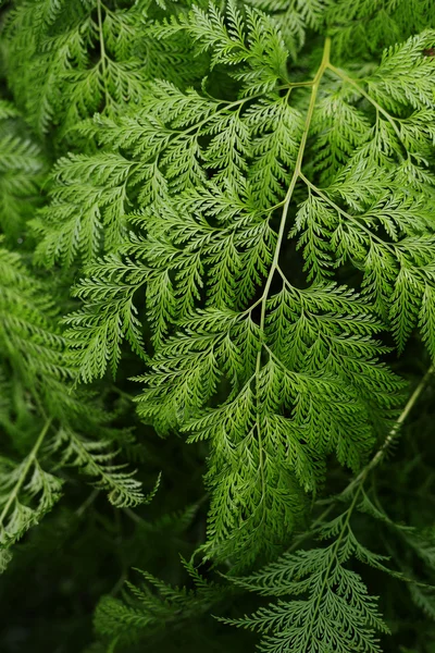 Fern yaprak taze yeşil renkli