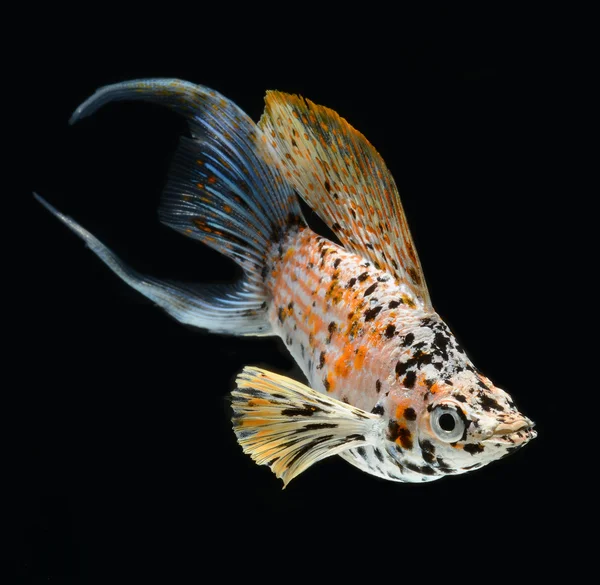 몰리 물고기 초승달 꼬리에 고립 된 검정색 배경 — 스톡 사진