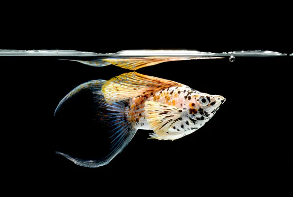 Моллі риби ізольовані на чорному — стокове фото