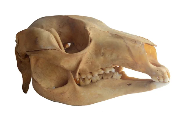 Mamífero crânio cabeça, canguru isolado no fundo branco — Fotografia de Stock