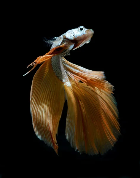 Betta pet fish, Siamese fighting fish — Stock Photo, Image