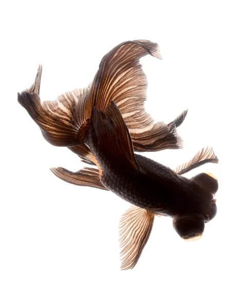 Preto Goldfish isolado no fundo branco — Fotografia de Stock