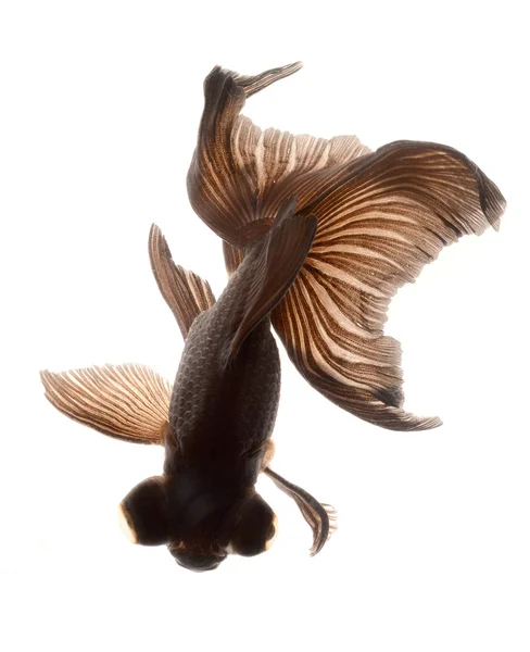 Černá Zlatá rybka izolované na bílém pozadí — Stock fotografie