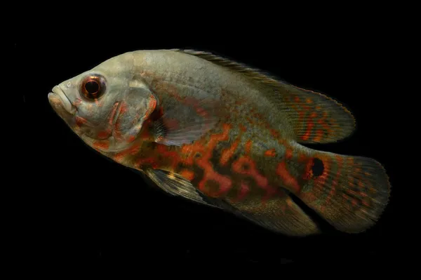 Oscar риби на чорному тлі — стокове фото