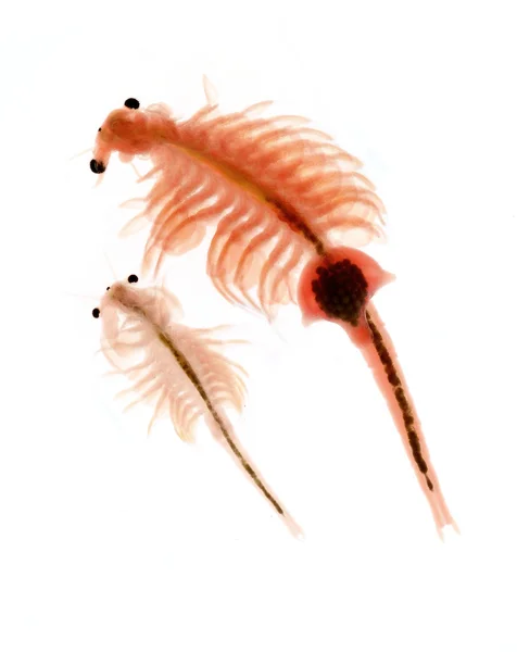 Plâncton de Artemia isolado sobre fundo branco — Fotografia de Stock