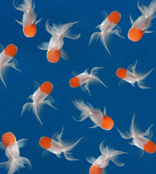 Goldfish on blue background — Stock Photo, Image