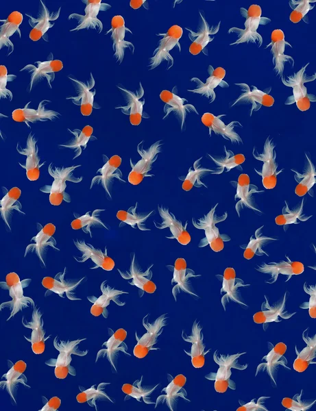 Goldfisch auf blauem Hintergrund — Stockfoto