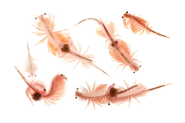 Beyaz arka plan üzerinde izole artemia plankton Stok Fotoğraf