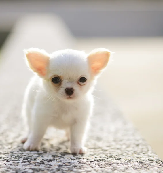 Chiwawa bílé štěně — Stock fotografie