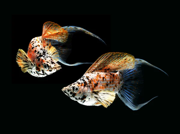 Molly fisk crescent tailed isolerade på svart bakgrund — Stockfoto