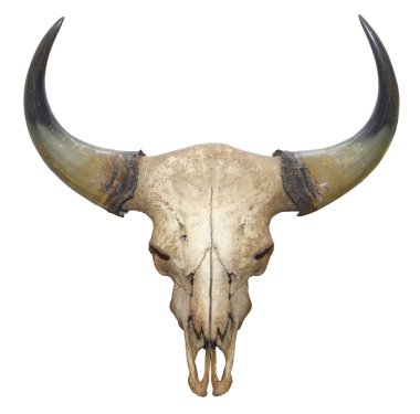 Head skull of bull isolated on white background clipart