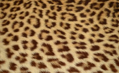 Leopard tiger skin texture background clipart