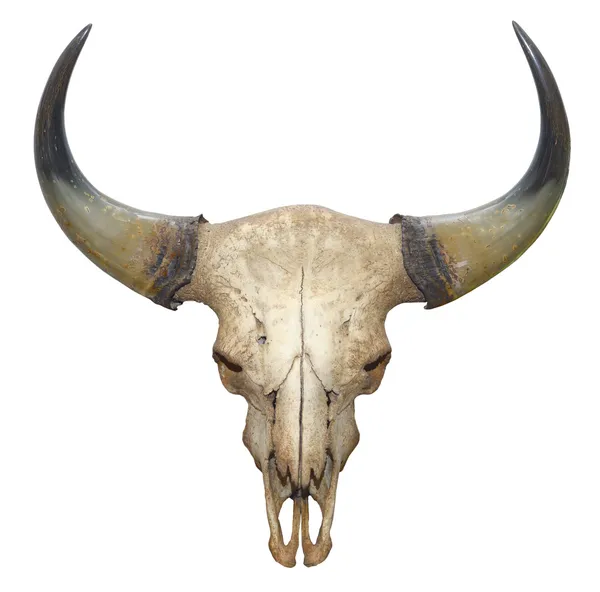 Beyaz arka plan üzerinde izole boğa baş kafatası — Stok fotoğraf