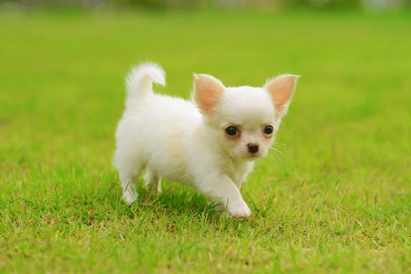 Chiwawa cachorro branco na grama — Fotografia de Stock