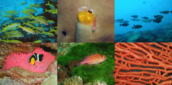 Underwater flora och fauna set — Stockfoto