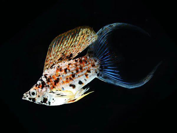 Моллі рибний півмісячний хвіст ізольований на чорному тлі — стокове фото