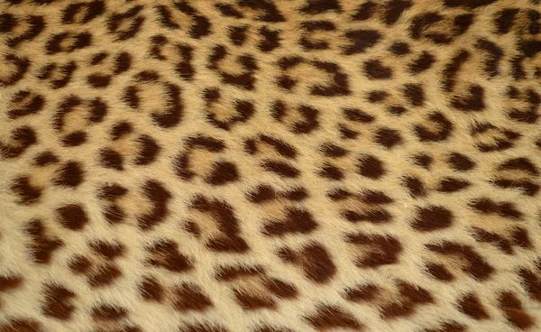 Leopard tiger hud textur bakgrund — Stockfoto