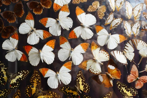 Образец бабочки — стоковое фото