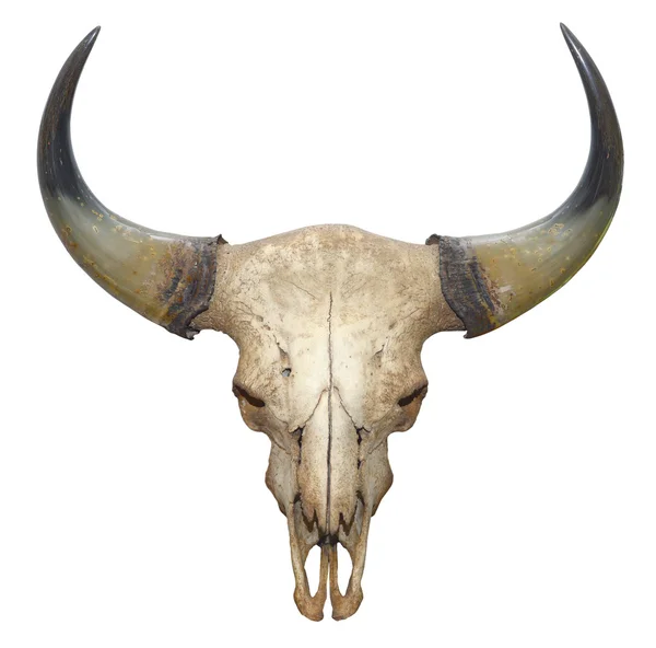 Cráneo de cabeza de toro aislado sobre fondo blanco — Foto de Stock