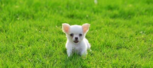 stock image Chiwawa white puppy on grass