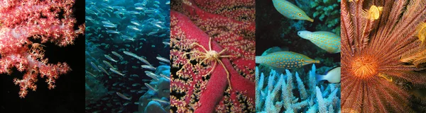 Underwater flora och fauna set — Stockfoto