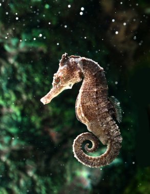 Seahorse (Hippocampus) swimming on black. clipart
