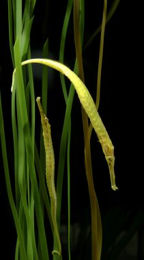 resif balık, timsah pipefish deniz yosunu ile