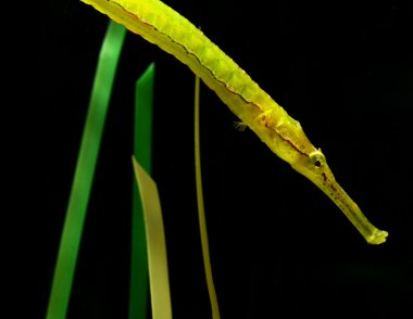 resif balık, timsah pipefish deniz yosunu ile