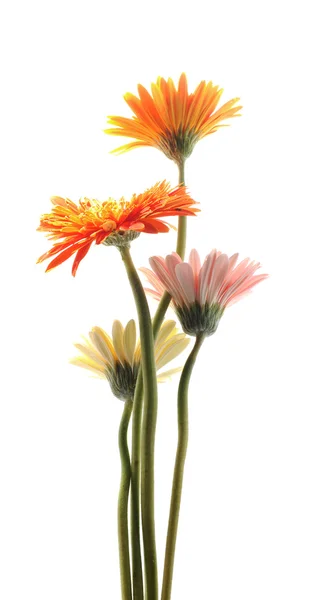 Gerbera-blomst isolert på hvit bakgrunn – stockfoto