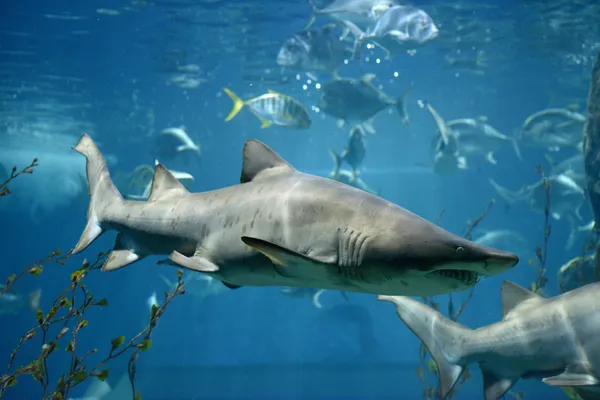 サメ魚、メジロザメ属のサメ、水中の海産魚 — ストック写真