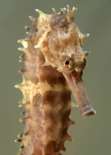 Primo piano del cavalluccio marino Hippocampus — Foto Stock