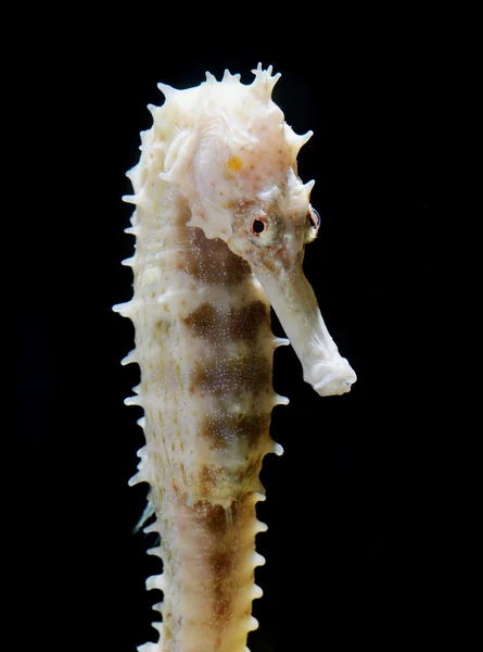 Seahorse (hippocampus) Zwemmen op zwart. — Stockfoto