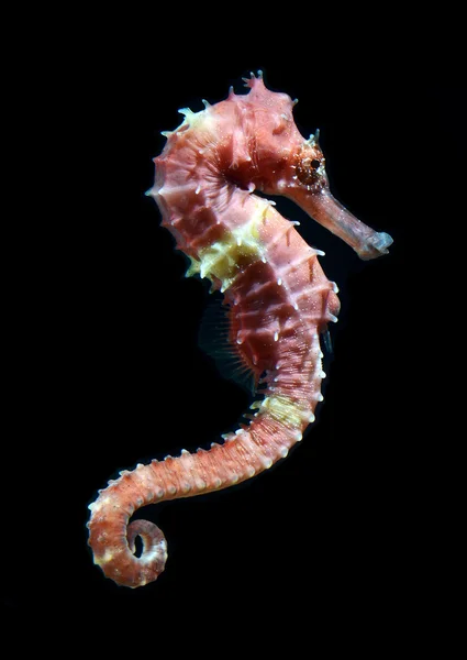 Mořský koník (hippocampus) plavání na černém pozadí. — Stock fotografie