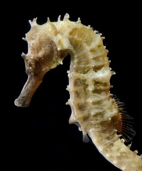Mořský koník (hippocampus) plavání na černém pozadí. — Stock fotografie