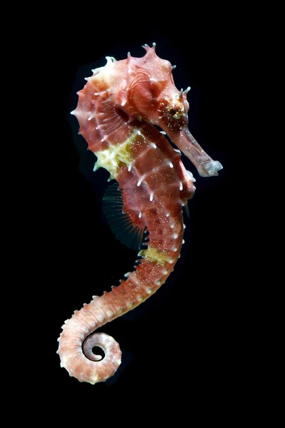 Seahorse (hippocampus) Zwemmen op zwart. — Stockfoto