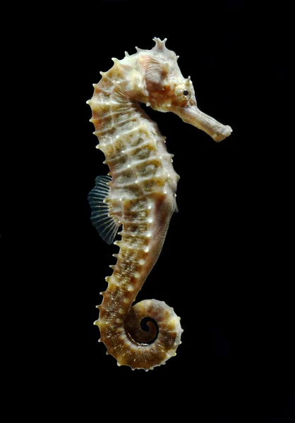 Seahorse (Hippocampus) swimming on black. — Stock Photo, Image
