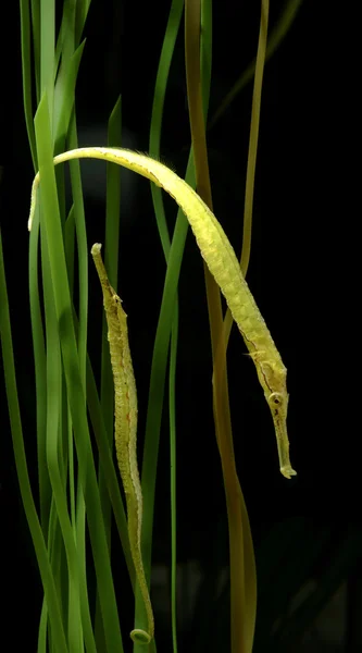 stock image Reef fish, alligator pipefish with seaweed