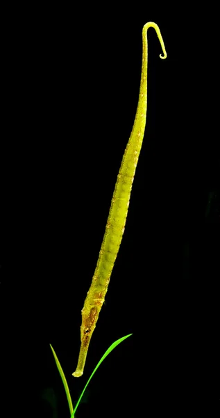 Stock image Reef fish, alligator pipefish with seaweed