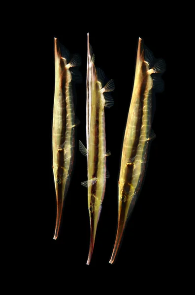 Razorfish, απομονώνονται σε μαύρο — Φωτογραφία Αρχείου