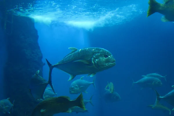 Obří trevally ryby — Stock fotografie