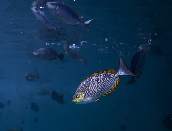 Meeresfische unter Wasser — Stockfoto