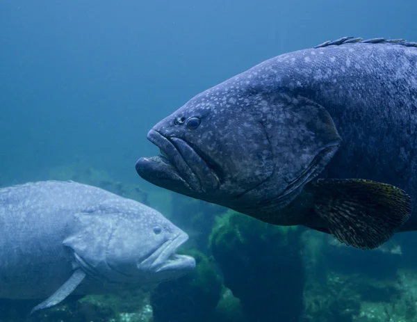 Pesce cernia gigante sott'acqua — Foto Stock