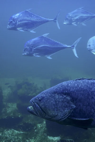 Jätte grouper fisk under vattnet — Stockfoto