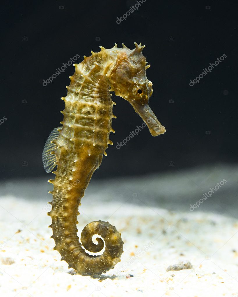 Seahorse (Hippocampus) swimming on black.