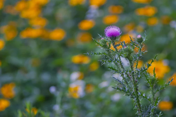 Ciulin floare — Fotografie, imagine de stoc