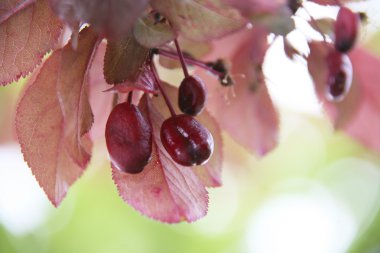 Flower buds clipart