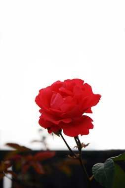 canlı kırmızı gül izole beyaz zemin