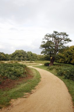 Walk path in Richmond Park clipart